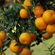 Oranges hanging from tree
